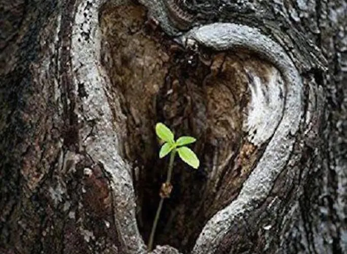 Дом отдыха Freistehendes Haus Im Nationalpark Gemuend Mit E-bike Option! Шляйден